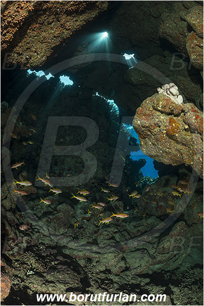 Shaab Abu Dabab, Marsa Alam, Egypt, Red sea, Reef, Cave, Mulloidichthys vanicolensis, Mulloidichthys, Mullidae, Yellowfin Goatfish, Goatfish, Fish, Fish school