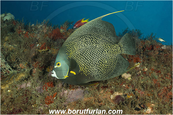 West Palm Beach, Florida, USA, Atlantic ocean, Pomacanthus paru, Pomacanthus, Pomacanthidae, French angelfish, Angelfish, Fish