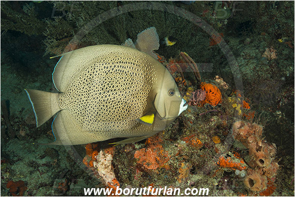 West Palm Beach, Florida, USA, Atlantic ocean, Pomacanthus arcuatus, Pomacanthus, Pomacanthidae, Gray angelfish, Angelfish, Fish