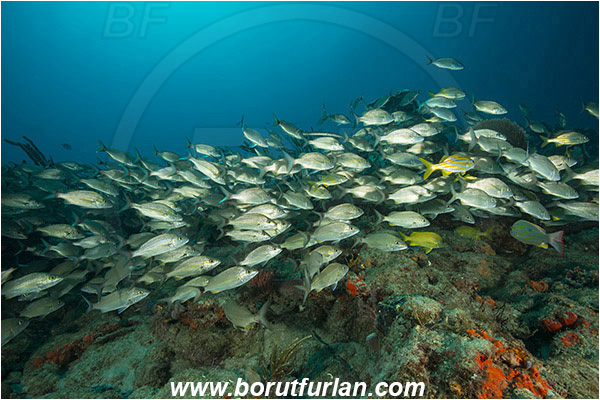 West Palm Beach, Florida, USA, Atlantic ocean, Haemulon aurolineatum, Haemulon, Haemulidae, Tomtate, Grunt, Fish, Fish school, Reef
