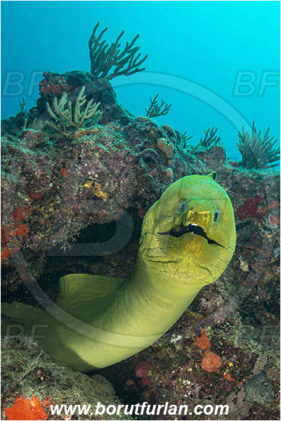 West Palm Beach, Florida, USA, Atlantic ocean, Gymnothorax funebris, Gymnothorax, Muraenidae, Green Moray, Moray, Fish, Portrait, Reef