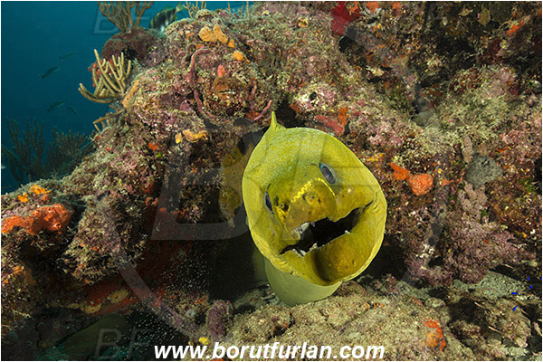 West Palm Beach, Florida, USA, Atlantic ocean, Gymnothorax funebris, Gymnothorax, Muraenidae, Green Moray, Moray, Fish, Portrait, Reef