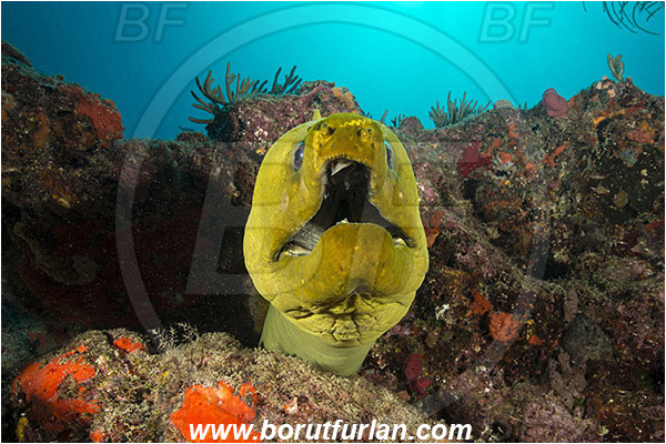 West Palm Beach, Florida, USA, Atlantic ocean, Gymnothorax funebris, Gymnothorax, Muraenidae, Green Moray, Moray, Fish, Portrait, Reef