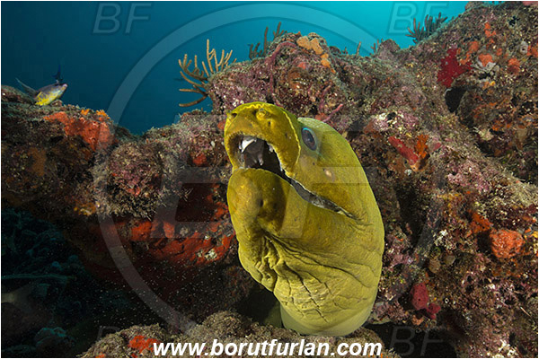 West Palm Beach, Florida, USA, Atlantic ocean, Gymnothorax funebris, Gymnothorax, Muraenidae, Green Moray, Moray, Fish, Portrait, Reef