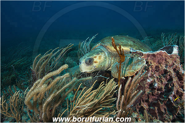 West Palm Beach, Florida, USA, Atlantic ocean, Chelonia mydas, Cheloniidae, Reptilia, Reptilian, Green Sea Turtle, Turtle, Reef