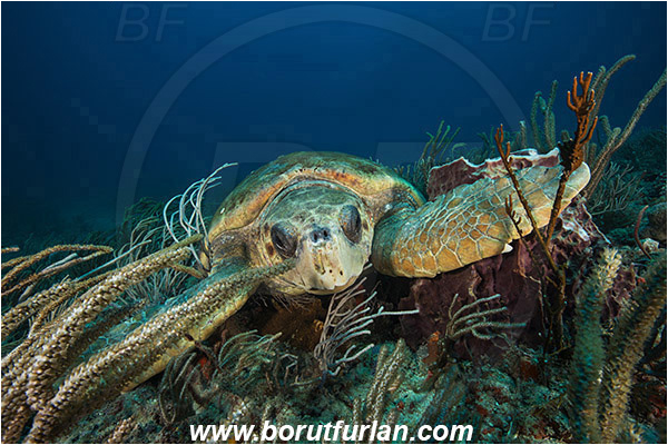 West Palm Beach, Florida, USA, Atlantic ocean, Chelonia mydas, Cheloniidae, Reptilia, Reptilian, Green Sea Turtle, Turtle, Reef