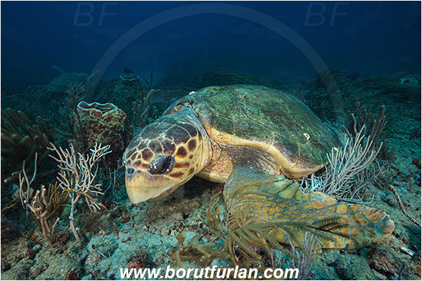 West Palm Beach, Florida, USA, Atlantic ocean, Chelonia mydas, Cheloniidae, Reptilia, Reptilian, Green Sea Turtle, Turtle, Reef