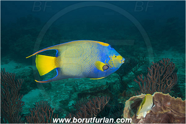 West Palm Beach, Florida, USA, Atlantic ocean, Holacanthus ciliaris, Holacanthus, Pomacanthidae, Queen angelfish, Angelfish, Fish, Reef