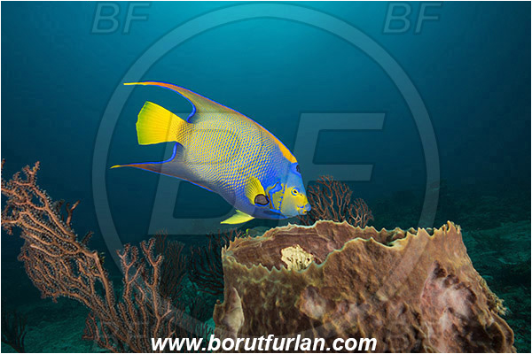 West Palm Beach, Florida, USA, Atlantic ocean, Holacanthus ciliaris, Holacanthus, Pomacanthidae, Queen angelfish, Angelfish, Fish, Reef