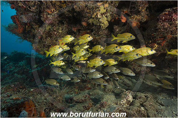 West Palm Beach, Florida, USA, Atlantic ocean, Haemulon flavolineatum, Haemulon aurolineatum, Haemulon, Haemulidae, Tomtate, French grunt, Grunt, Fish, Fish school, Reef