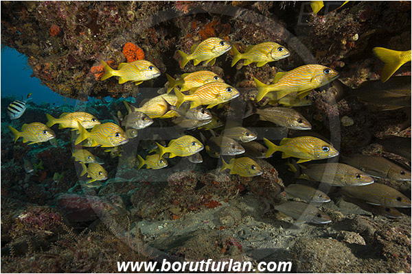 West Palm Beach, Florida, USA, Atlantic ocean, Haemulon flavolineatum, Haemulon aurolineatum, Haemulon, Haemulidae, Tomtate, French grunt, Grunt, Fish, Fish school, Reef