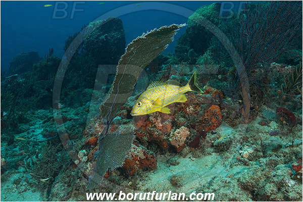 West Palm Beach, Florida, USA, Atlantic ocean, Haemulon sciurus, Haemulon, Haemulidae, Bluestriped grunt, Grunt, Fish, Reef