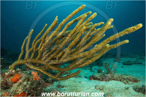 West Palm Beach, Florida, USA, Atlantic ocean, Pseudoplexaura sp., Pseudoplexaura, Plexauridae, Gorgonian porous sea rod, Soft coral, Coral, Anthozoa, Cnidaria, Cnidarian, Reef