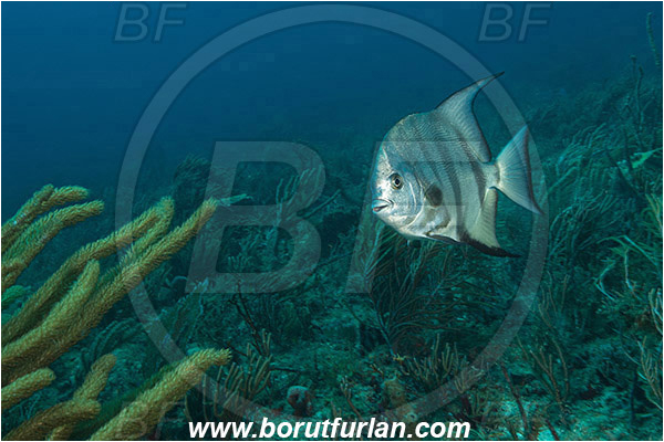 West Palm Beach, Florida, USA, Atlantic ocean, Chaetodipterus faber, Chaetodipterus, Ephippidae, Atlantic spadefish, Spadefish, Fish, Reef