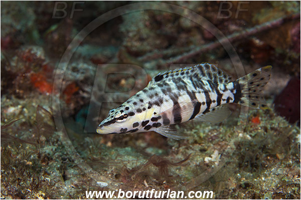 West Palm Beach, USA, Atlantic ocean, Serranus tigrinus, Serranus, Serranidae, Harlequin bass, Grouper, Fish, Florida