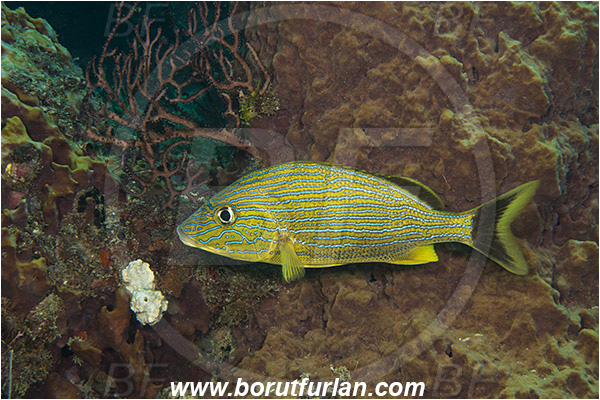 West Palm Beach, Florida, USA, Atlantic ocean, Haemulon sciurus, Haemulon, Haemulidae, Bluestriped grunt, Grunt, Fish