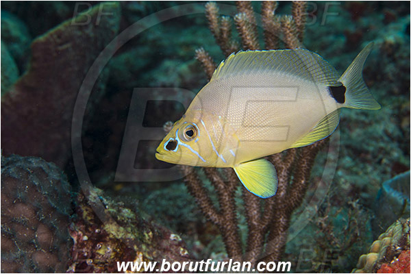 West Palm Beach, USA, Atlantic ocean, Hypoplectrus unicolor, Hypoplectrus, Serranidae, Butter hamlet, Hamlet, Fish, Florida