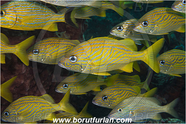 West Palm Beach, Florida, USA, Atlantic ocean, Haemulon flavolineatum, Haemulon, Haemulidae, French grunt, Grunt, Fish, Fish school