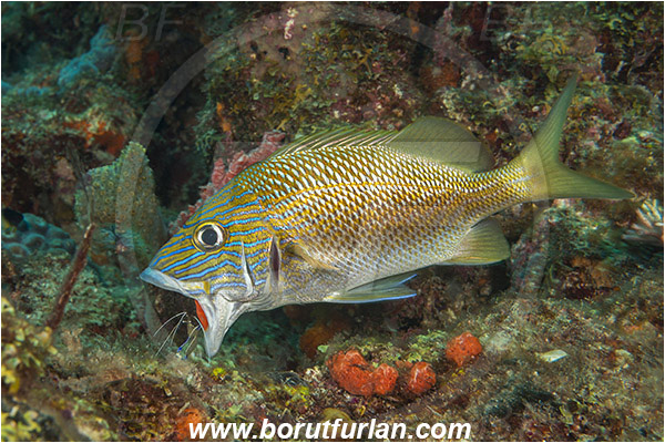 West Palm Beach, Florida, USA, Atlantic ocean, Haemulon plumierii, Haemulon, Haemulidae, White grunt, Grunt, Fish, Cleaning
