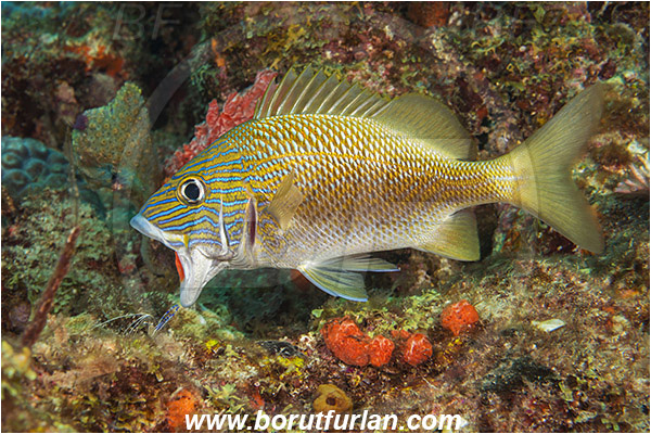 West Palm Beach, Florida, USA, Atlantic ocean, Haemulon plumierii, Haemulon, Haemulidae, White grunt, Grunt, Fish, Cleaning