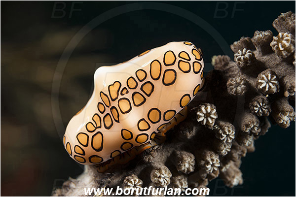 West Palm Beach, Florida, USA, Atlantic ocean, Cyphoma gibbosum, Cyphoma, Ovulidae, Flamingo Tongue Snail, Sea snail, Gastropoda, Mollusca, Mollusc