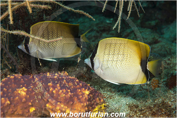West Palm Beach, Florida, USA, Atlantic ocean, Chaetodon sedentarius, Chaetodon, Chaetodontidae, Reef butterflyfish, Butterflyfish, Fish