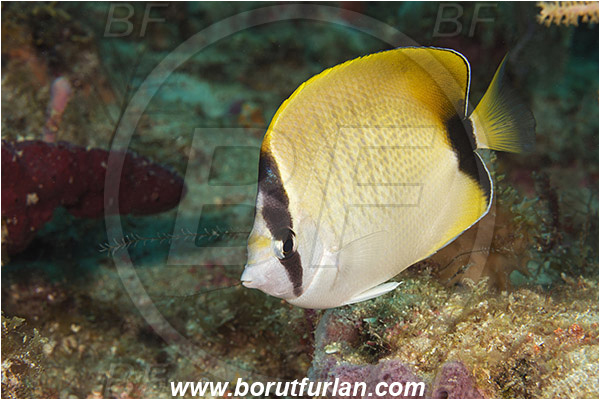 West Palm Beach, Florida, USA, Atlantic ocean, Chaetodon sedentarius, Chaetodon, Chaetodontidae, Reef butterflyfish, Butterflyfish, Fish