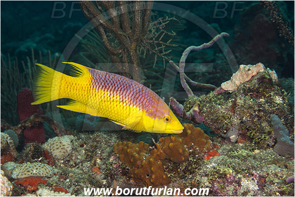 West Palm Beach, Florida, USA, Atlantic ocean, Bodianus rufus, Bodianus, Labridae, Spanish hogfish, Hogfish, Wrasse, Fish