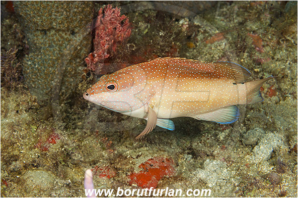 West Palm Beach, USA, Atlantic ocean, Cephalopholis fulva, Cephalopholis, Serranidae, Coney, Grouper, Fish, Florida