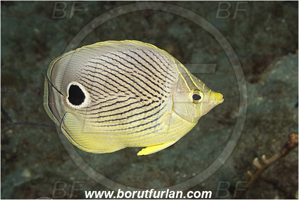 West Palm Beach, Florida, USA, Atlantic ocean, Chaetodon capistratus, Chaetodon, Chaetodontidae, Foureye butterflyfish, Butterflyfish, Fish