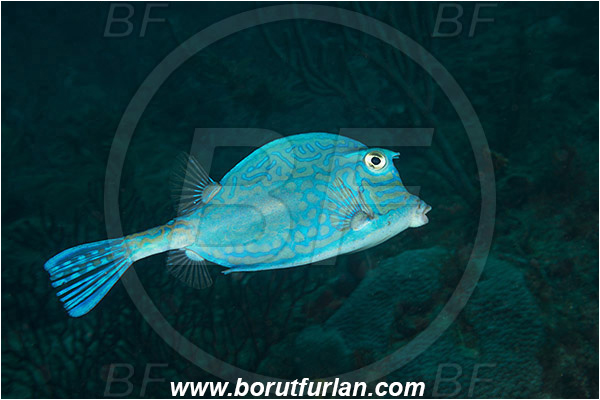 West Palm Beach, Florida, USA, Atlantic ocean, Acanthostracion quadricornis, Acanthostracion, Ostraciidae, Scrawled cowfish, Cowfish, Fish