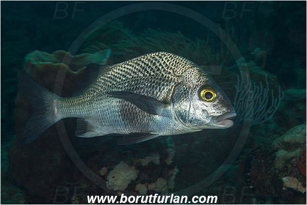 West Palm Beach, Florida, USA, Atlantic ocean, Anisotremus surinamensis, Anisotremus, Haemulidae, Black margate, Grunt, Fish