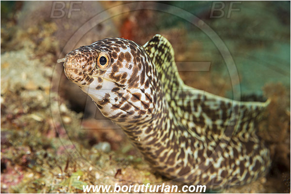 West Palm Beach, Florida, USA, Atlantic ocean, Gymnothorax moringa, Gymnothorax, Muraenidae, Spotted Moray, Moray, Fish, Portrait, Juvenile