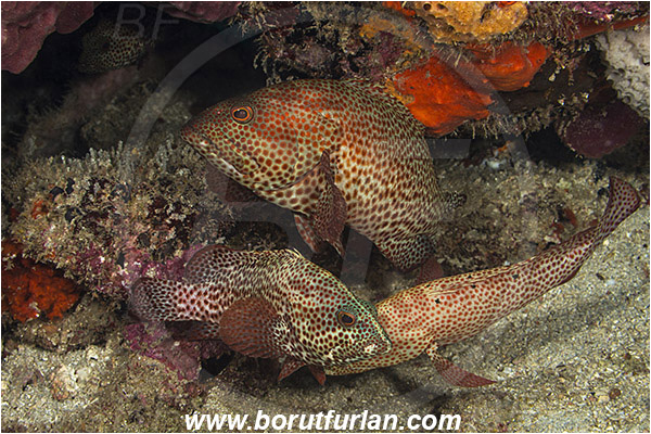 West Palm Beach, USA, Atlantic ocean, Cephalopholis cruentata, Cephalopholis, Serranidae, Graysby, Grouper, Fish, Florida