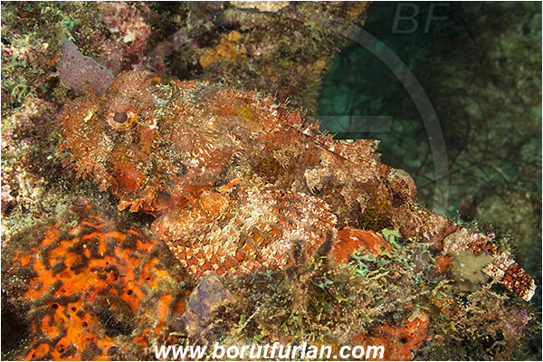 West Palm Beach, Florida, USA, Atlantic ocean, Scorpaena plumieri, Scorpaena, Scorpaenidae, Spotted scorpionfish, Scorpionfish, Fish