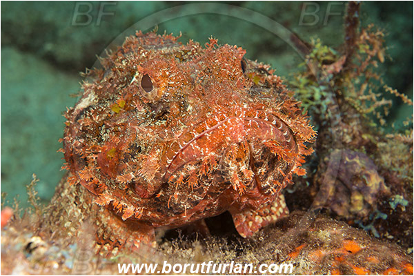 West Palm Beach, Florida, USA, Atlantic ocean, Scorpaena plumieri, Scorpaena, Scorpaenidae, Spotted scorpionfish, Scorpionfish, Fish, Portrait