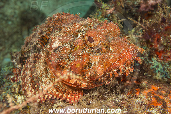 West Palm Beach, Florida, USA, Atlantic ocean, Scorpaena plumieri, Scorpaena, Scorpaenidae, Spotted scorpionfish, Scorpionfish, Fish, Portrait