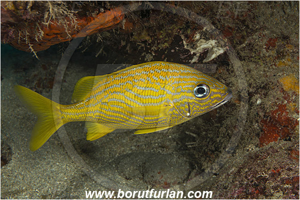 West Palm Beach, Florida, USA, Atlantic ocean, Haemulon flavolineatum, Haemulon, Haemulidae, French grunt, Grunt, Fish
