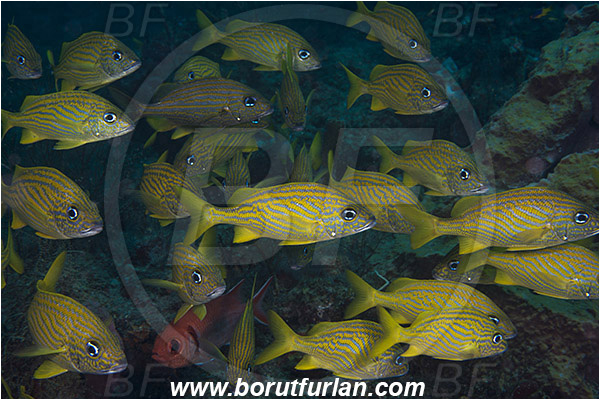 West Palm Beach, Florida, USA, Atlantic ocean, Haemulon flavolineatum, Haemulon, Haemulidae, French grunt, Grunt, Fish, Fish school