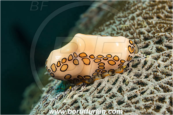 West Palm Beach, Florida, USA, Atlantic ocean, Cyphoma gibbosum, Cyphoma, Ovulidae, Flamingo Tongue Snail, Sea snail, Gastropoda, Mollusca, Mollusc