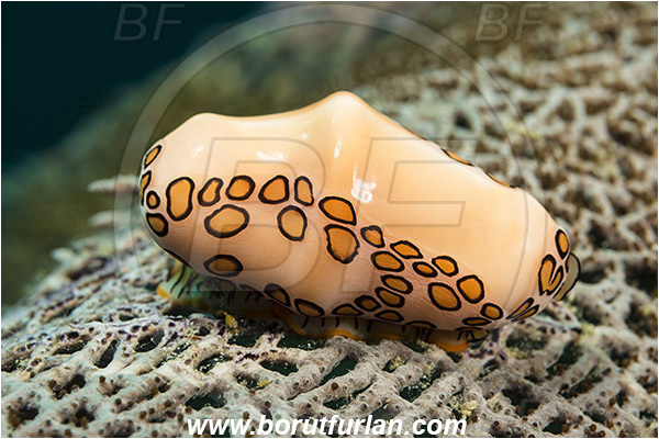 West Palm Beach, Florida, USA, Atlantic ocean, Cyphoma gibbosum, Cyphoma, Ovulidae, Flamingo Tongue Snail, Sea snail, Gastropoda, Mollusca, Mollusc