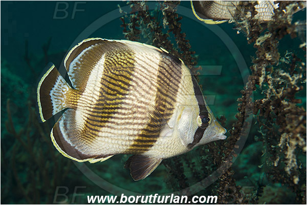 West Palm Beach, Florida, USA, Atlantic ocean, Chaetodon striatus, Chaetodon, Chaetodontidae, Banded butterflyfish, Butterflyfish, Fish