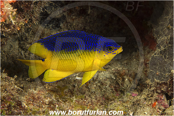 West Palm Beach, USA, Atlantic ocean, Stegastes variabilis, Stegastes, Pomacentridae, Cocoa Damselfish, Damselfish, Fish, Juvenile, Florida