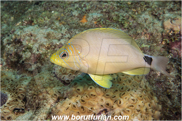 West Palm Beach, USA, Atlantic ocean, Hypoplectrus unicolor, Hypoplectrus, Serranidae, Butter hamlet, Hamlet, Fish, Florida