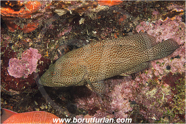 West Palm Beach, USA, Atlantic ocean, Cephalopholis cruentata, Cephalopholis, Serranidae, Graysby, Grouper, Fish, Florida