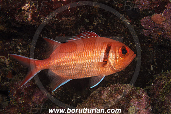 West Palm Beach, Florida, USA, Atlantic ocean, Myripristis jacobus, Myripristis, Holocentridae, Blackbar solderfish, Soldierfish, Fish