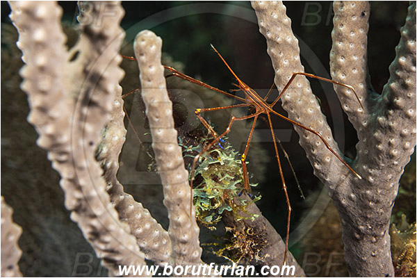 West Palm Beach, Florida, USA, Atlantic ocean, Stenorhynchus seticornis, Stenorhynchus, Inachoididae, Yellowline Arrow Crab, Crab, Crustacea, Crustacean