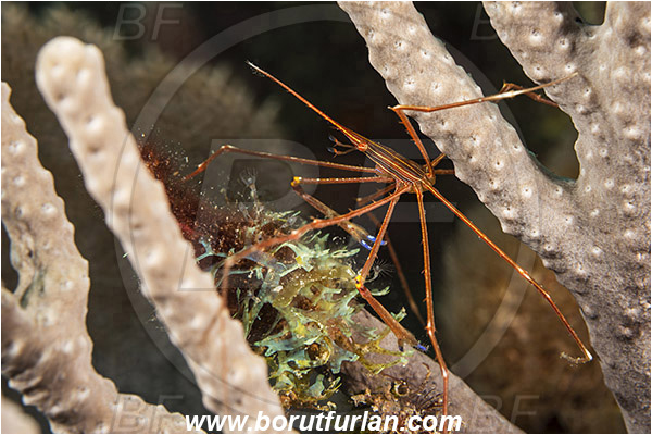 West Palm Beach, Florida, USA, Atlantic ocean, Stenorhynchus seticornis, Stenorhynchus, Inachoididae, Yellowline Arrow Crab, Crab, Crustacea, Crustacean