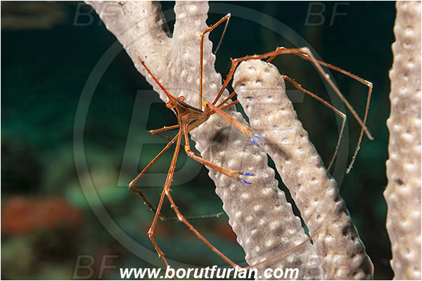 West Palm Beach, Florida, USA, Atlantic ocean, Stenorhynchus seticornis, Stenorhynchus, Inachoididae, Yellowline Arrow Crab, Crab, Crustacea, Crustacean