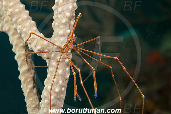 West Palm Beach, Florida, USA, Atlantic ocean, Stenorhynchus seticornis, Stenorhynchus, Inachoididae, Yellowline Arrow Crab, Crab, Crustacea, Crustacean